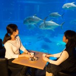 海遊館、1日ワークショップ「ヒレを楽しむ“ひれナイト”」を開催