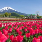 ぐりんぱ、5月に「富士山の裾野 天空のチューリップ祭り」を開催