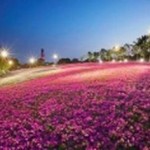 ハウステンボス全体が花であふれる20日間「花の大祭典」を開催